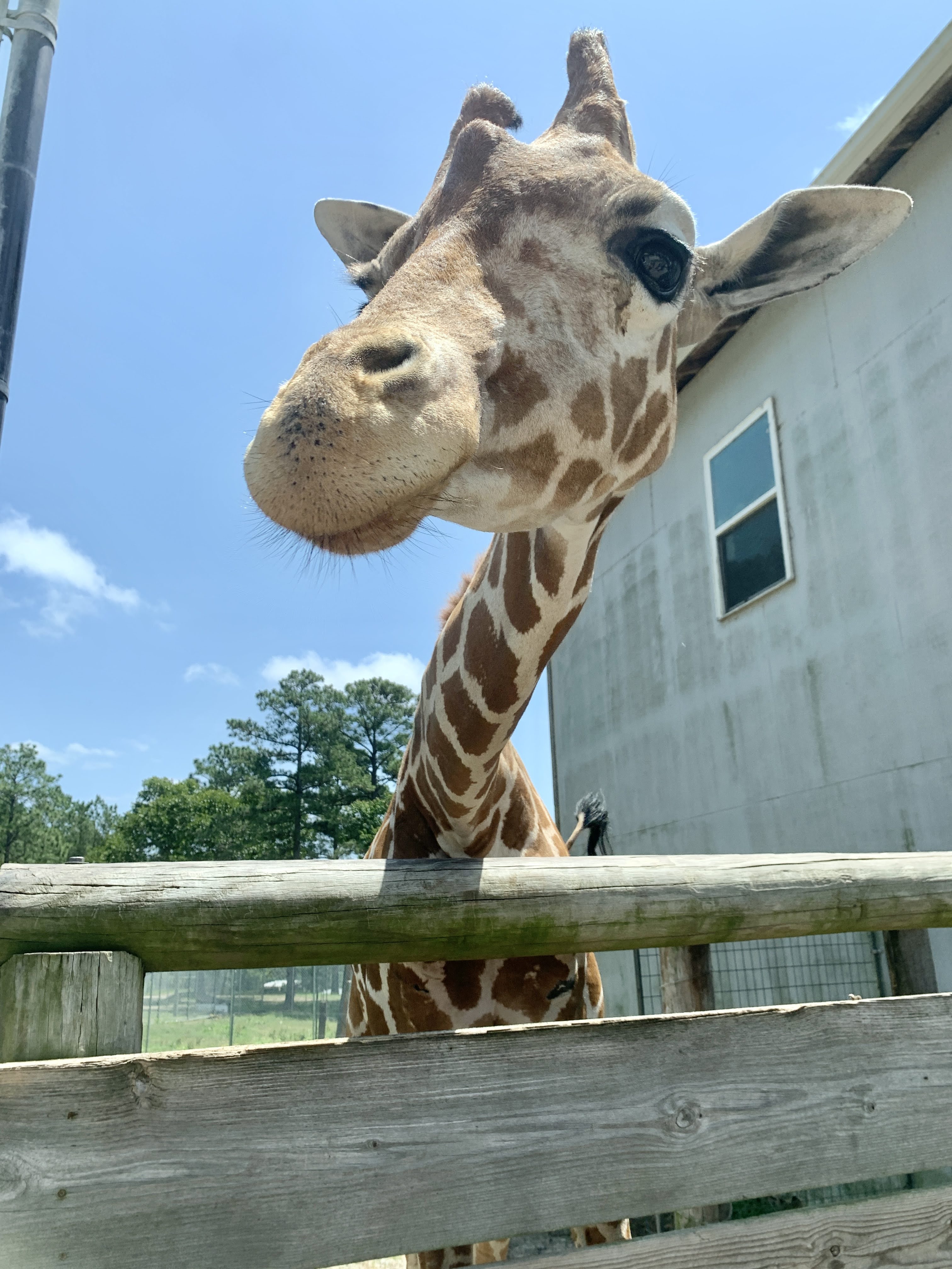 Aloha Zoo